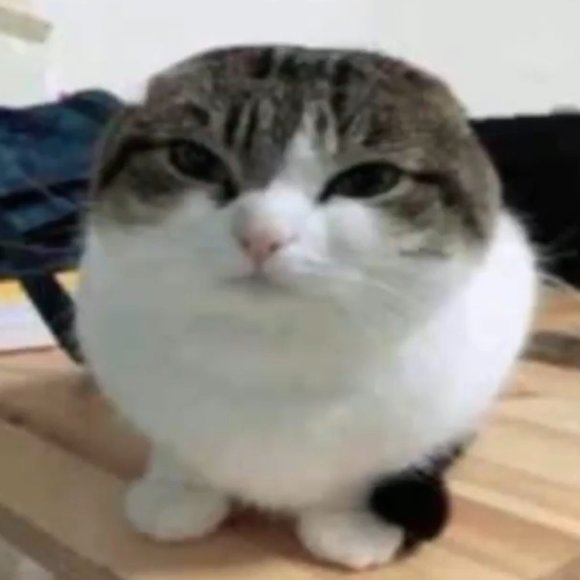 Meet your Posher, Viviana - Picture 1 of 1